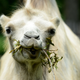 Photo: AP (This camel comes to us from Gelsenkirchen, Germany. Camels are typically shot in profile, but appear more eager to be your friend when viewed head-on.)